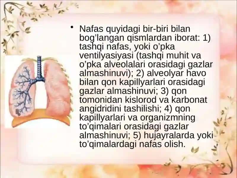 Nafas olis fiziologiyasi 4