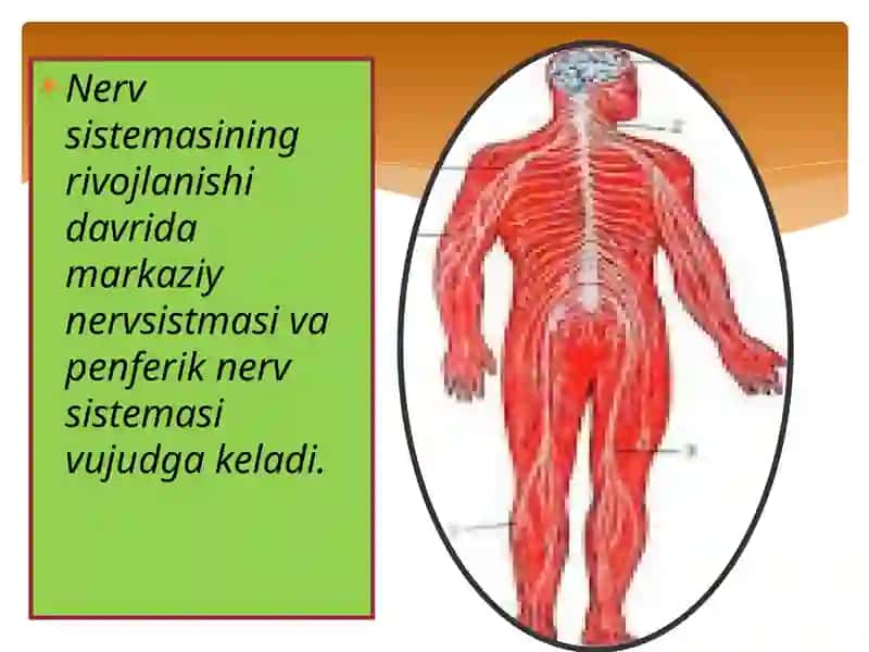 Nervsistemasi 4