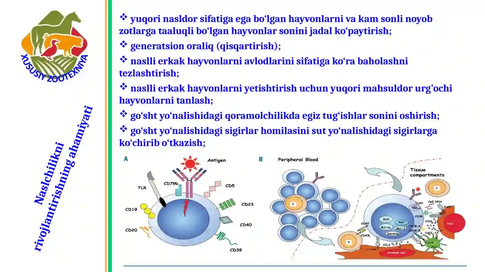 Qishloq xoʻjalik hayvonlarini urchitish asoslari 4
