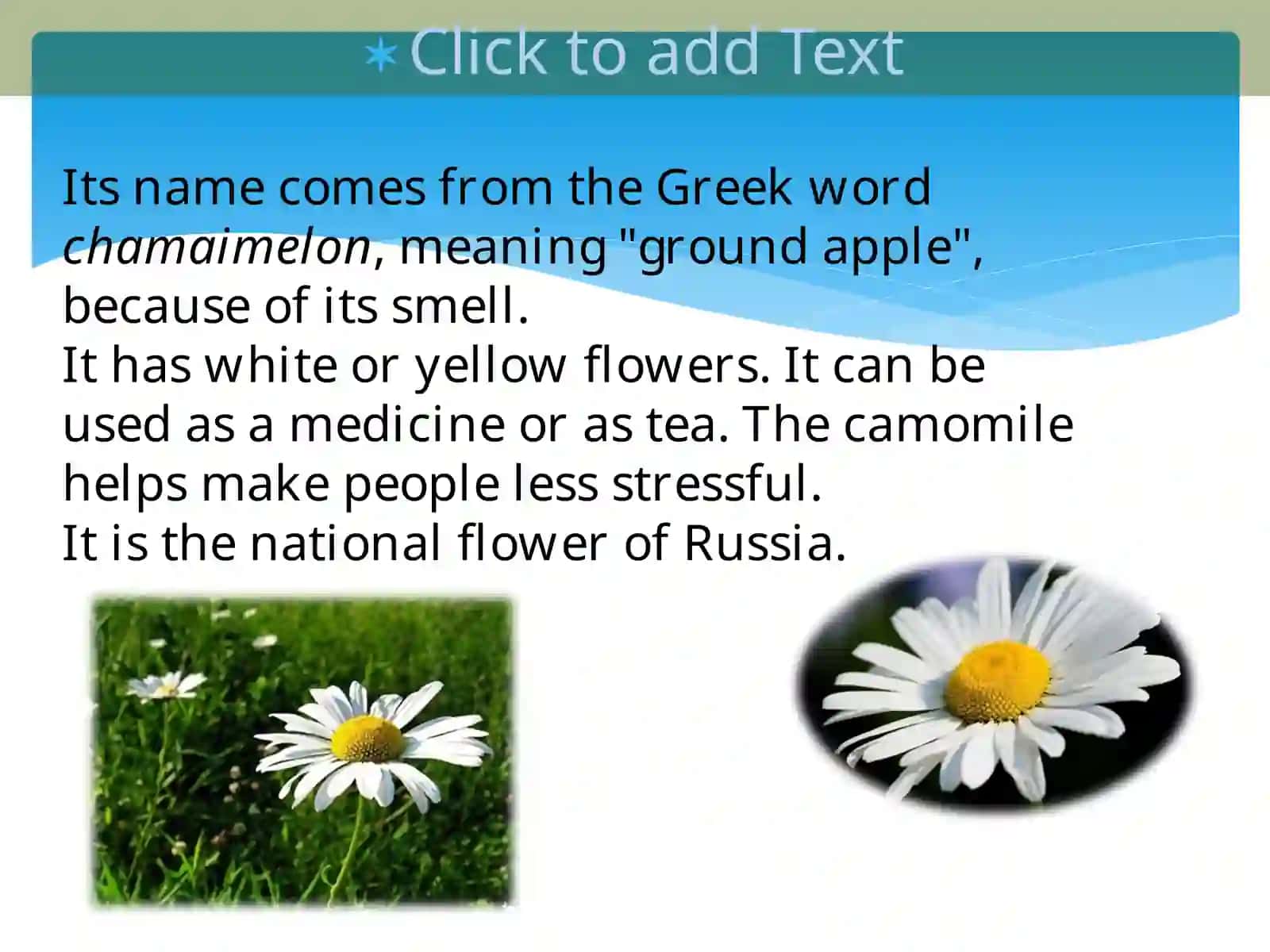 Гвоздика 4