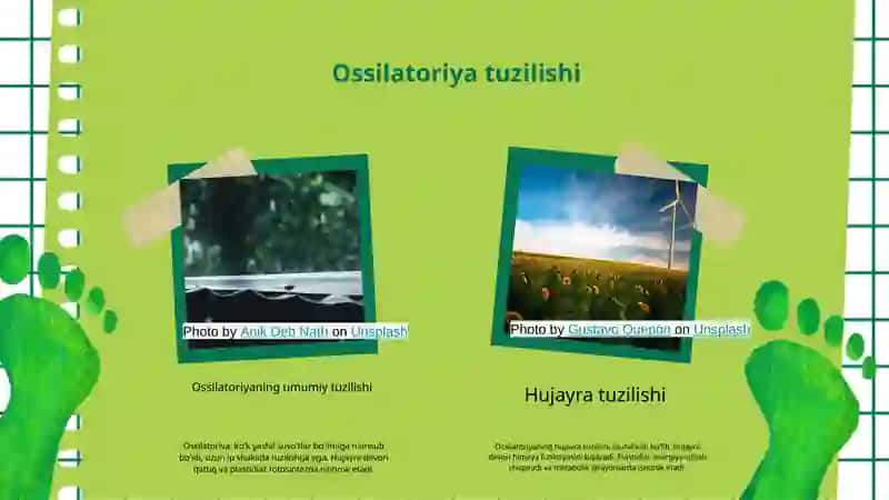 Ko'k yashil suvo'tlar bo'limi 4
