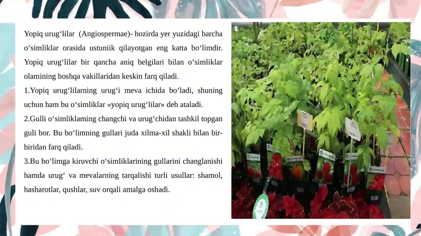 Ochiq urugʻli va yopiq urugʻli oʻsimliklar poyasining anatomik tuzilishidagi oʻziga xosligi 4