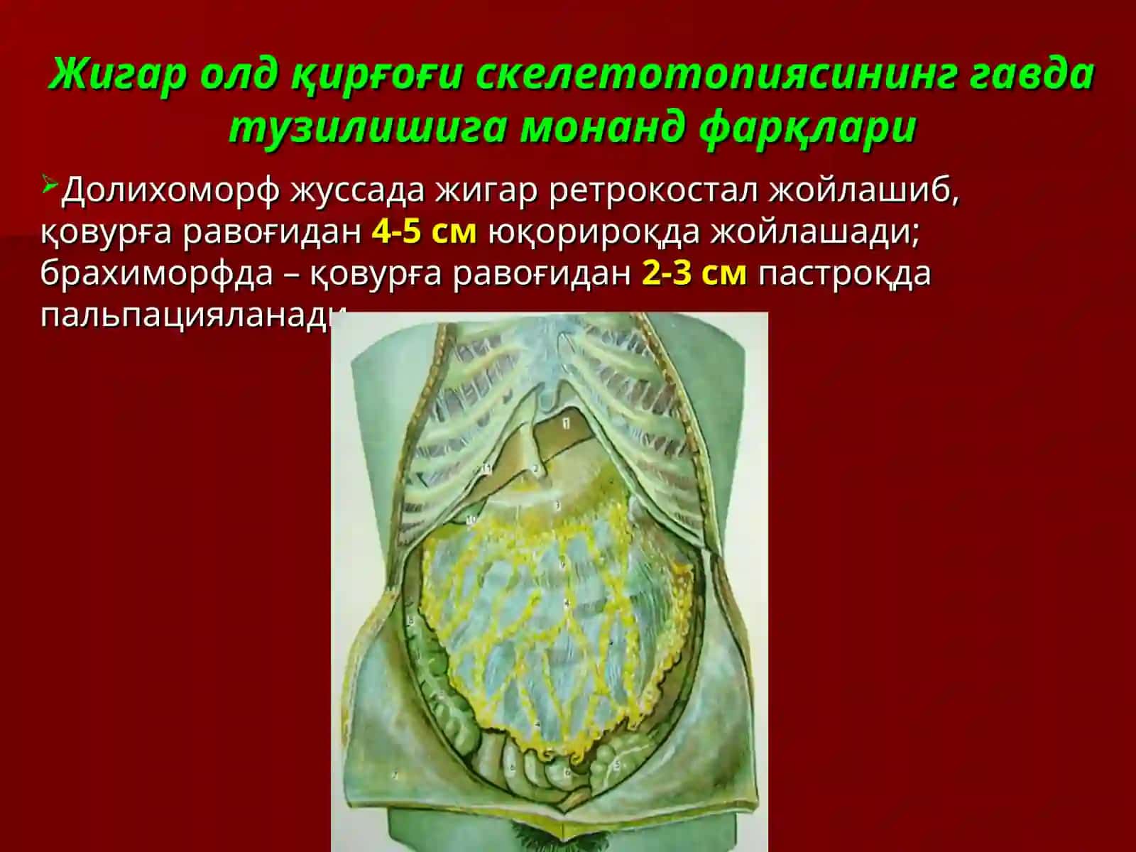 Жигарнинг жарроҳлик анатомияси.Жигар ва ўт йўлларида операциялар 4
