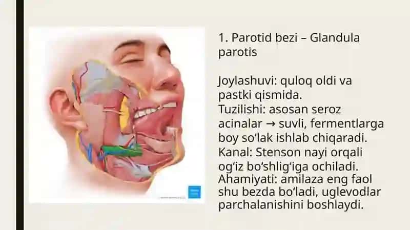 Ovqat hazm qilish tizimi. Yirik so’lak bezlar: turlari, tuzilishi va axamiyati. 4