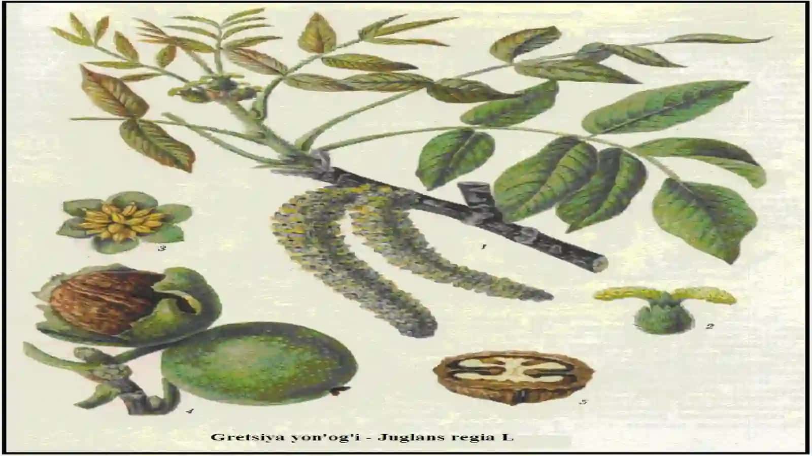 Ёнғоқдошлар (Juglandaceae) oиласи 4