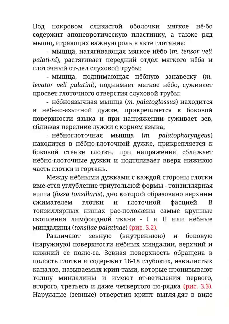Клиническая анатомия глотки 4