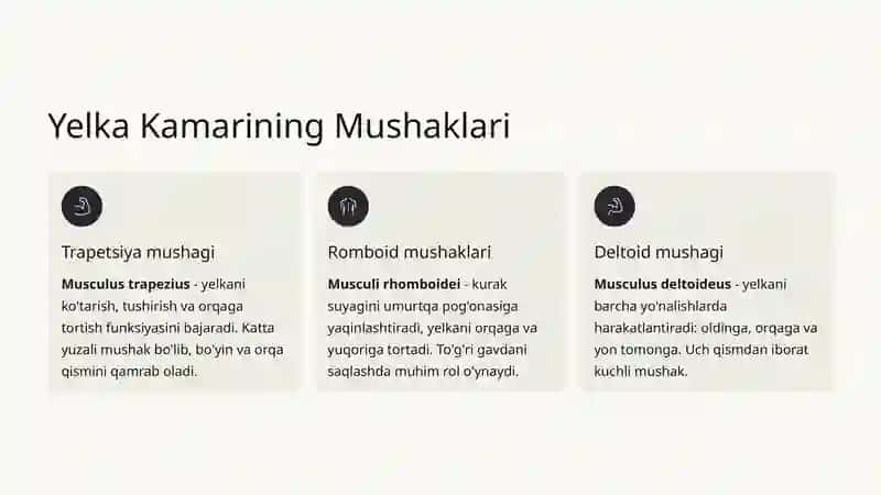 Yelka Kamarining Harakat Anatomiyasi 4