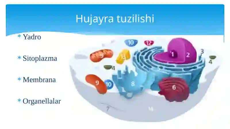 HUJAYRA TIPLARI, TUZILISHI VA O’RGANISH USULLARI 4