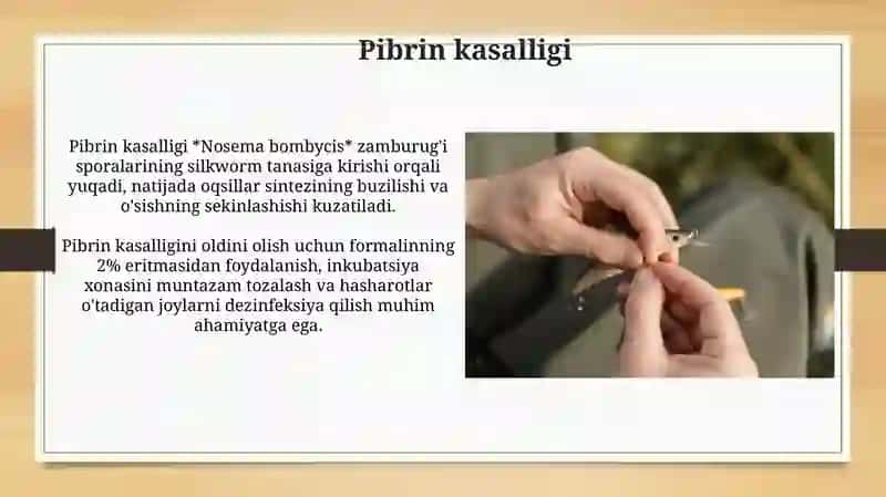 Tut ipak qurti kassalliklari va ularni oldini olish choralari 4
