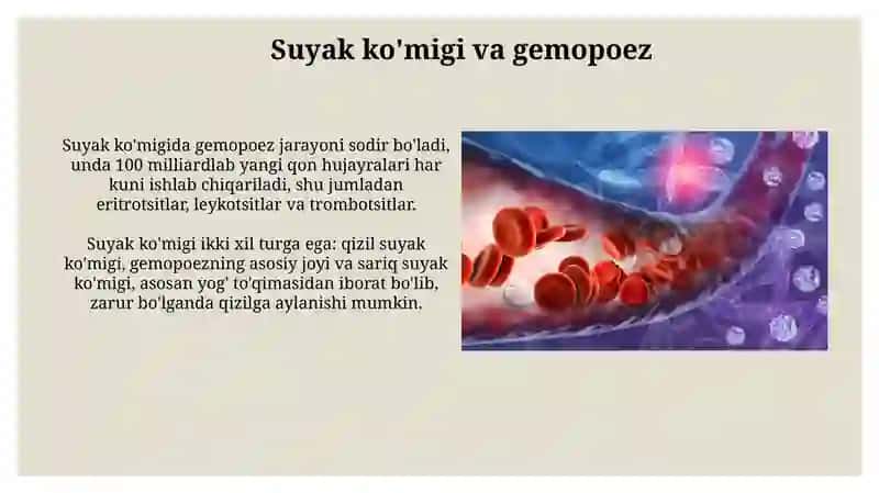 Qon yaratuvchi a’zolar 4