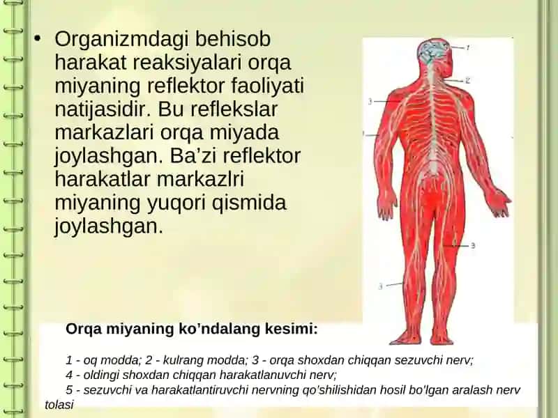 Orqa miyaning reflektor va o’tkazuvchi yo’llari 4