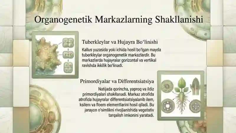 Oʻsimliklar kallus toʻqimalarida morfogenez 4