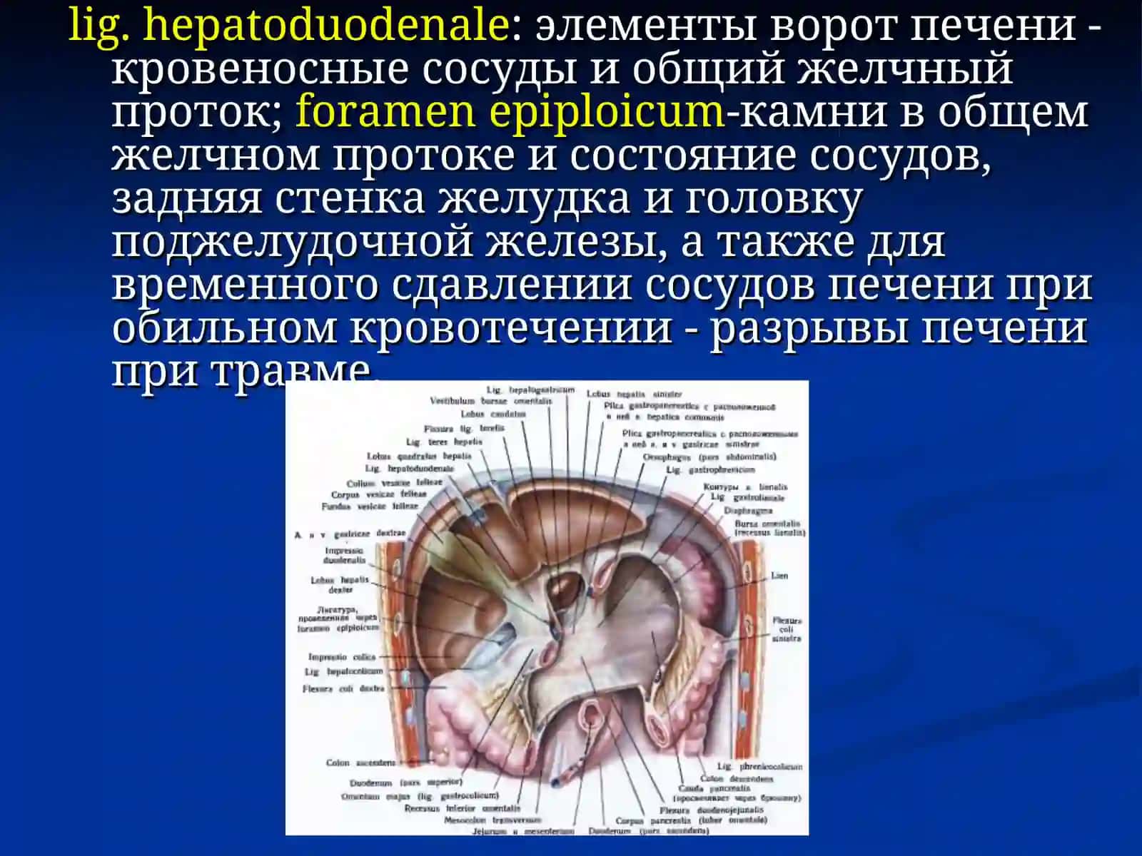 Хирургическая анатомия брюшной полости 4