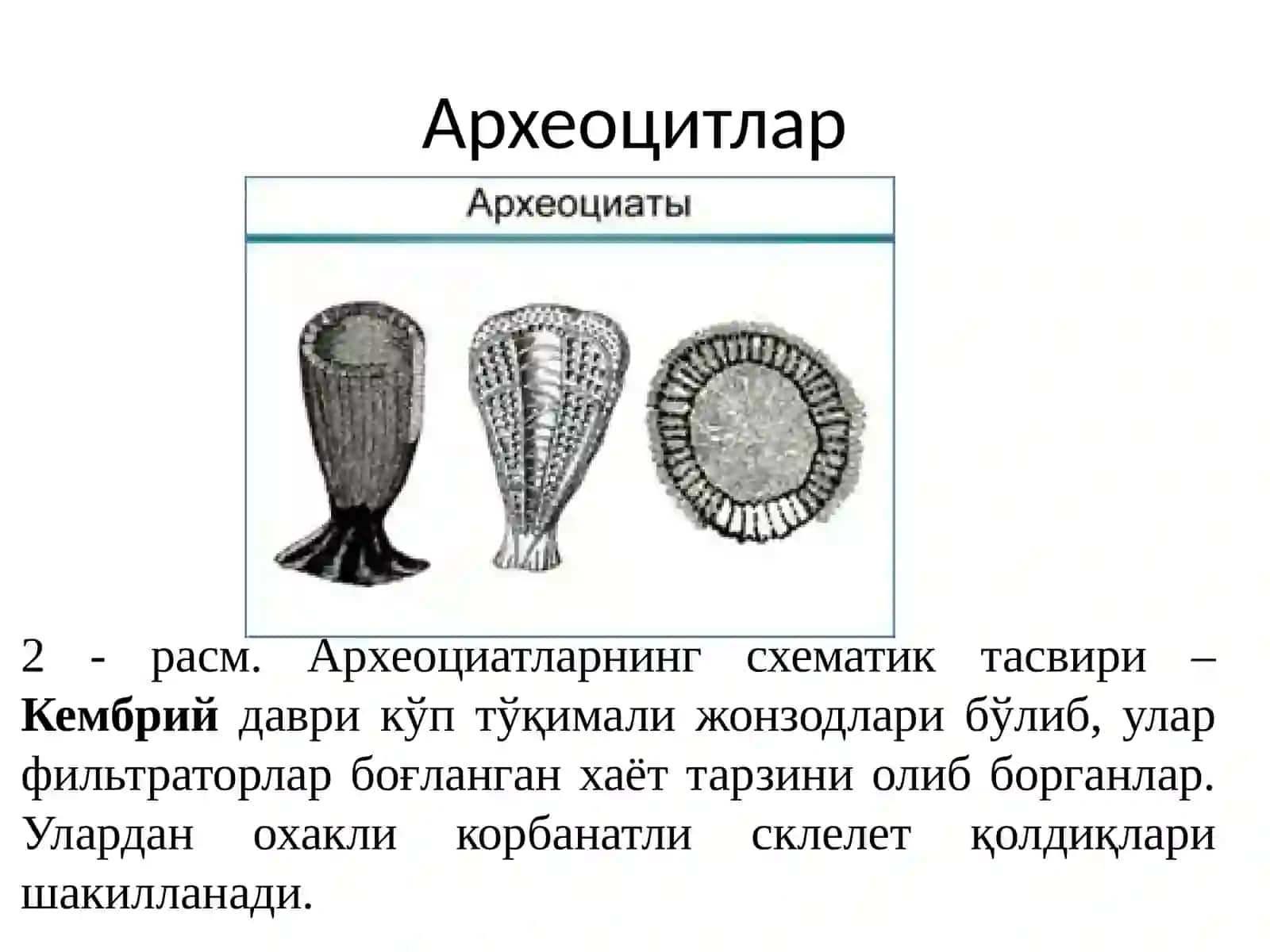 Pleystotsen davrining fauna evolyutsiyasi 4