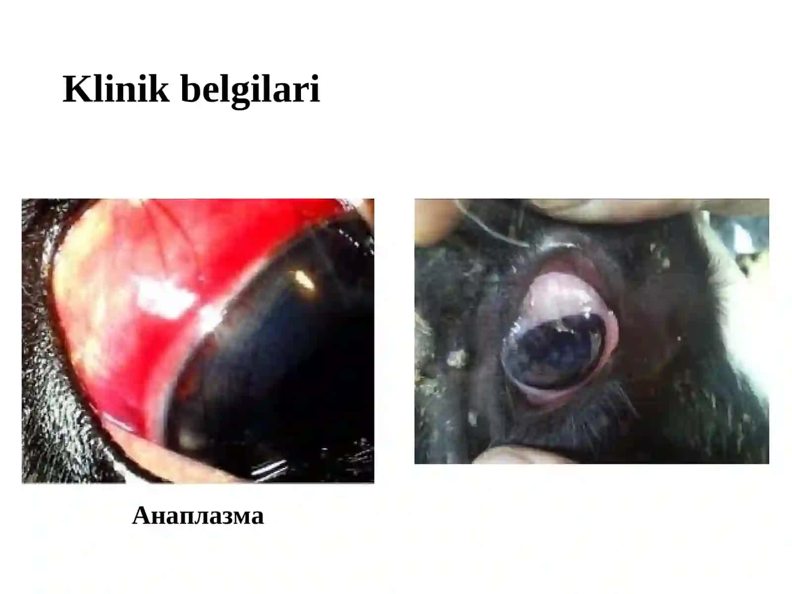 Gelmintozlar diagnostikasi 4