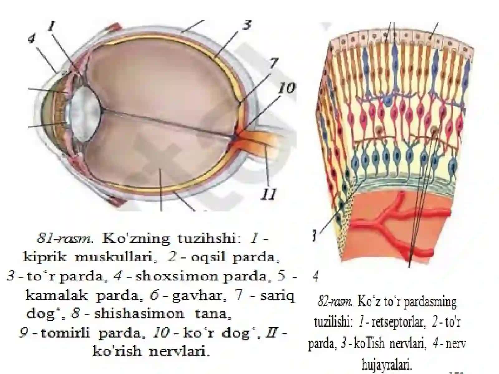 KO'RISH ORGANLARINING ANATOMIYASI VA FUNKSIYASI 4