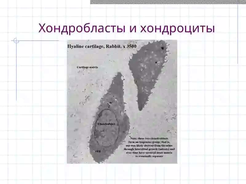 Хрящевая и костная ткани 4