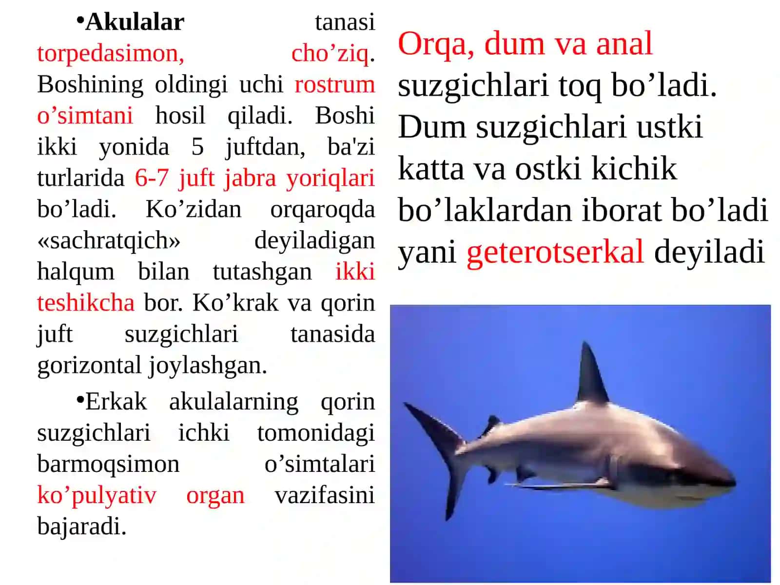 Baliqlar katta sinfi 4