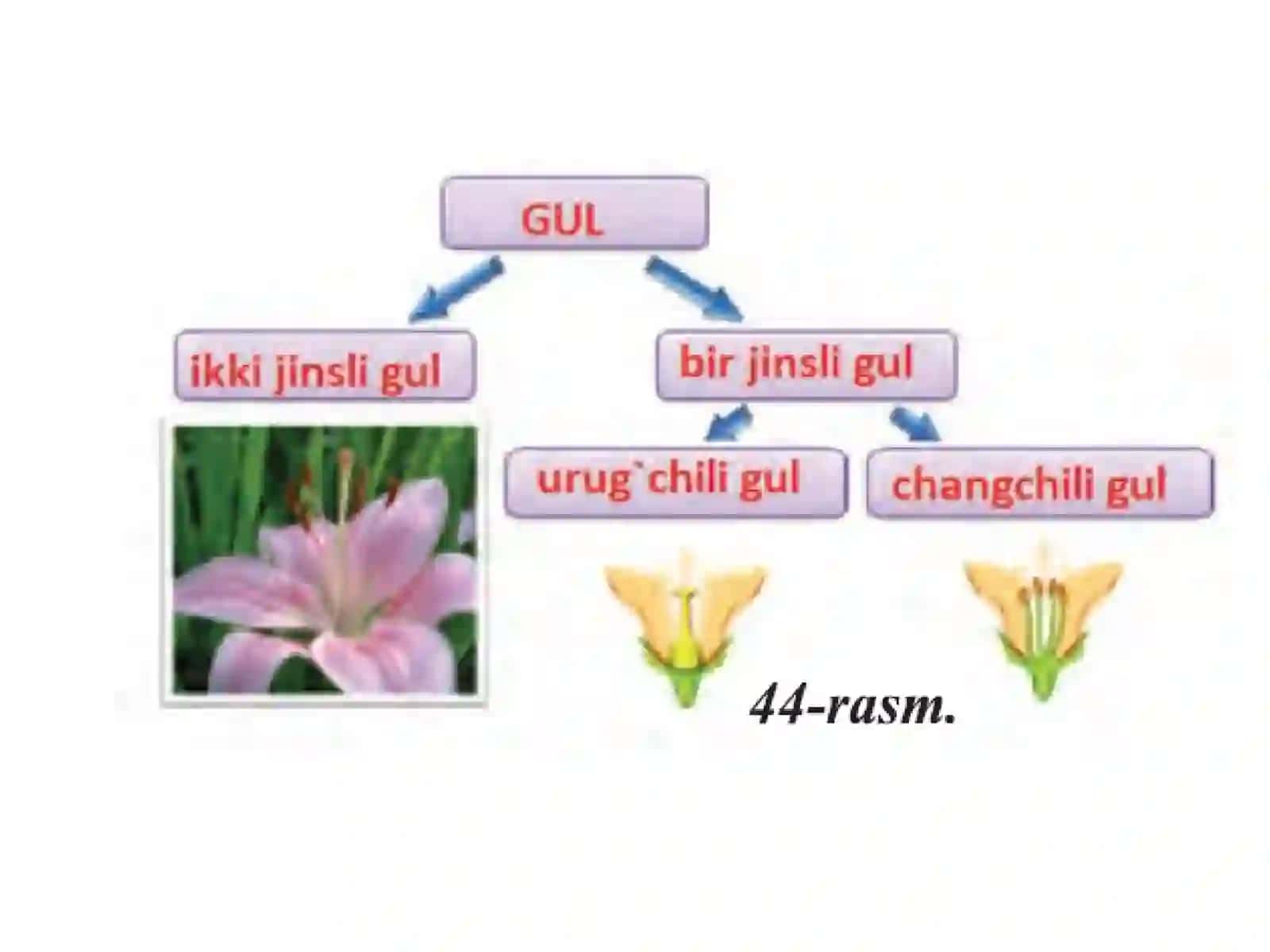 GULLARNING XILMA XILLIGI 4