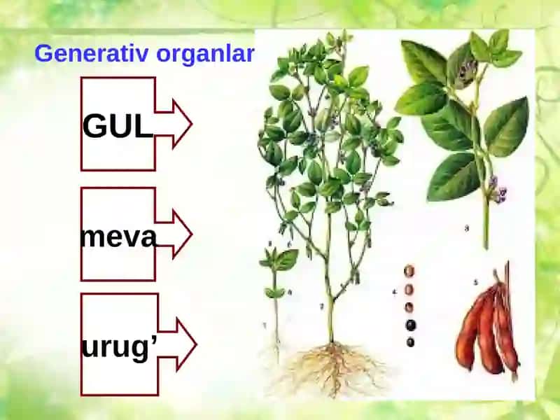 O’SIMLIKLARNING ORGANLARI 4