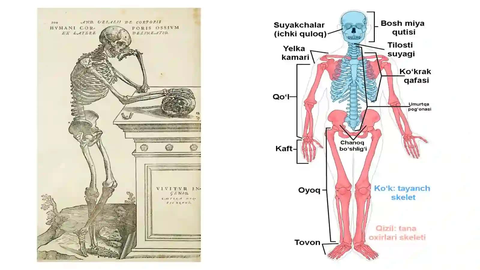 Anatomiya (Anatomiyani oʻrganish usullari) 4