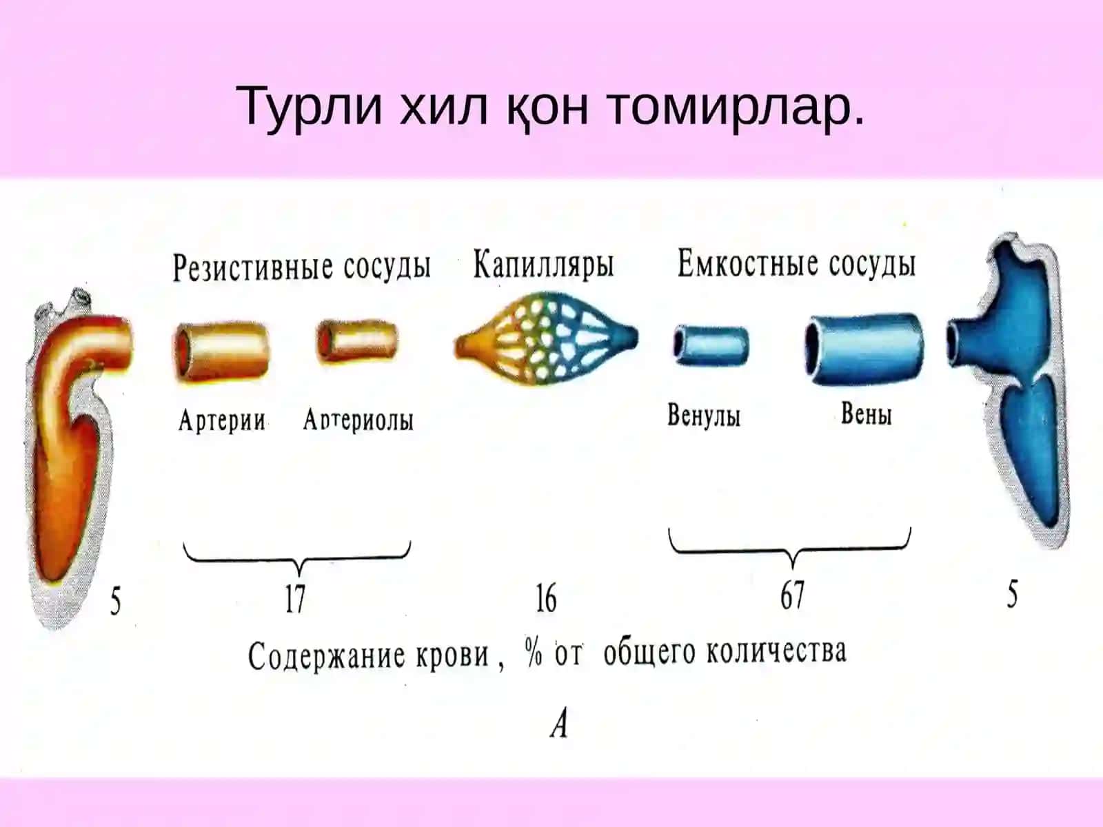 Гемодинамикаасослари. Қоннинг томирларда ҳаракатланиши. Артериал қон босими 4