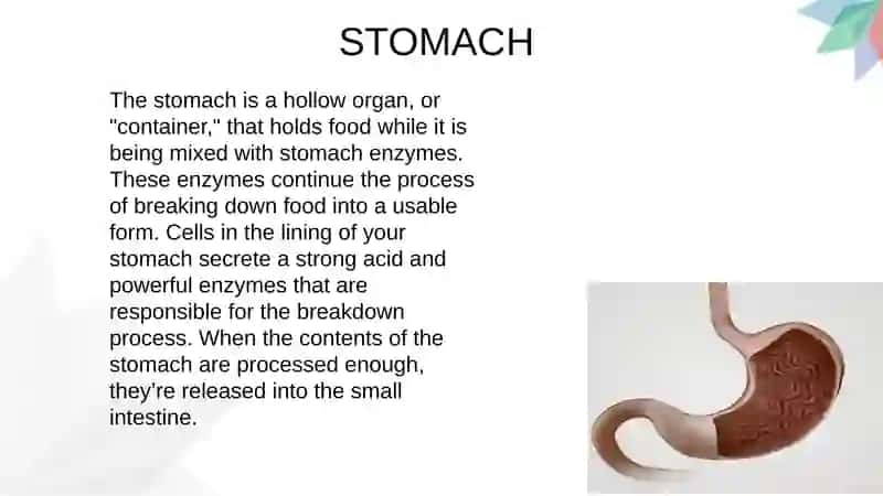 Digestive System 4
