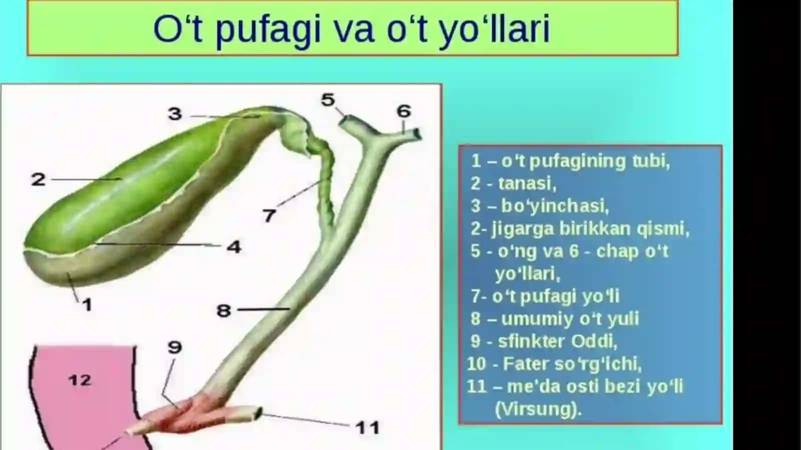 O’tning hazm jarayonida ishtiroki 4