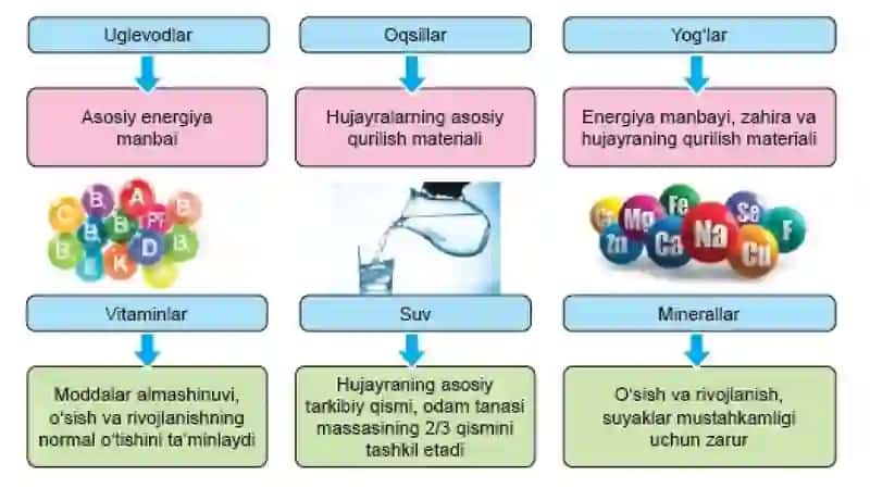 ODAMNINGOVQAT HAZMQILISH SISTEMASI 4