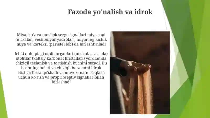 Eshotuv va vestebuliyar analizator fiziologiyasi 4