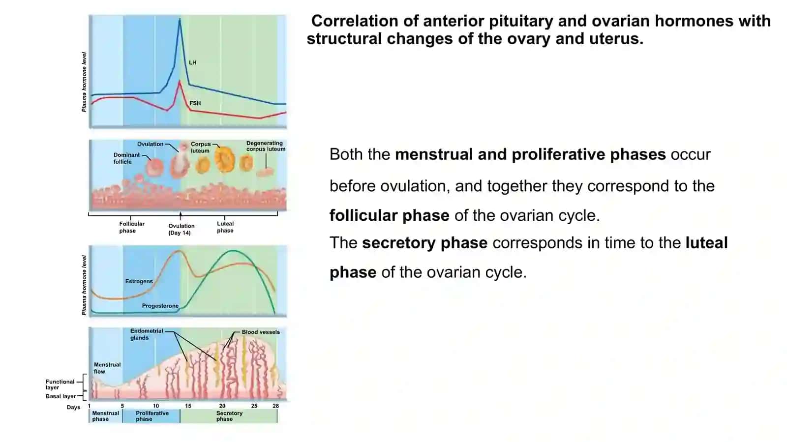 The Uterine (Menstrual) Cycle 4