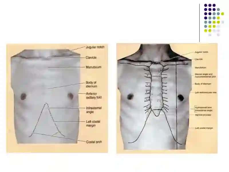 Сlinical anatomy of the chest and mammary gland 4