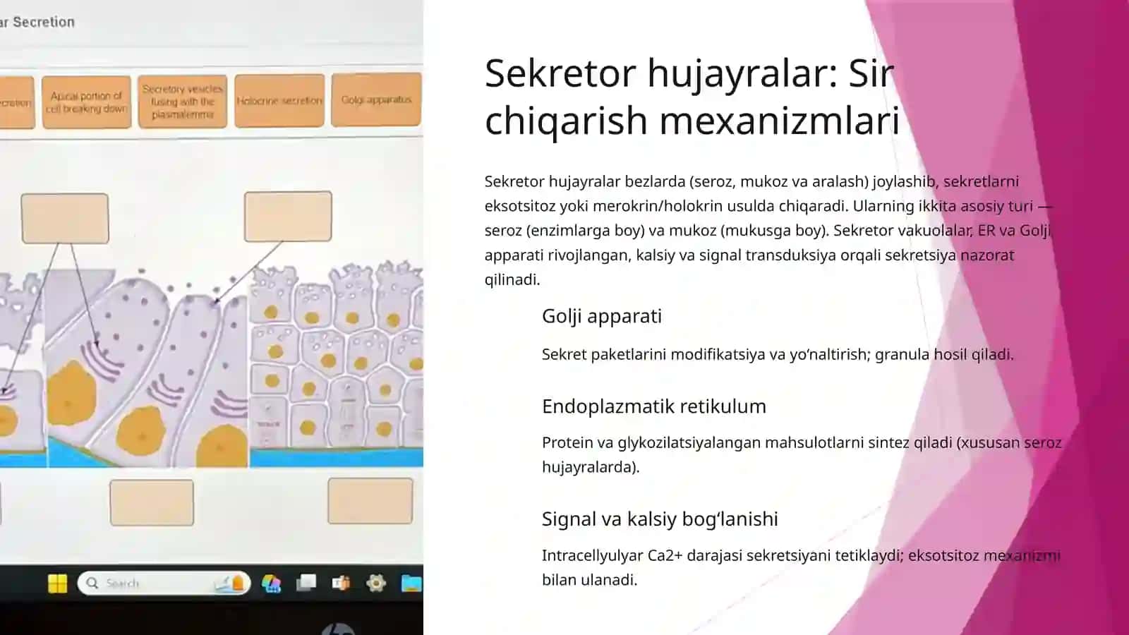 Hujayra turlari va ularning gistologik tuzilishi xususiyatlari 4