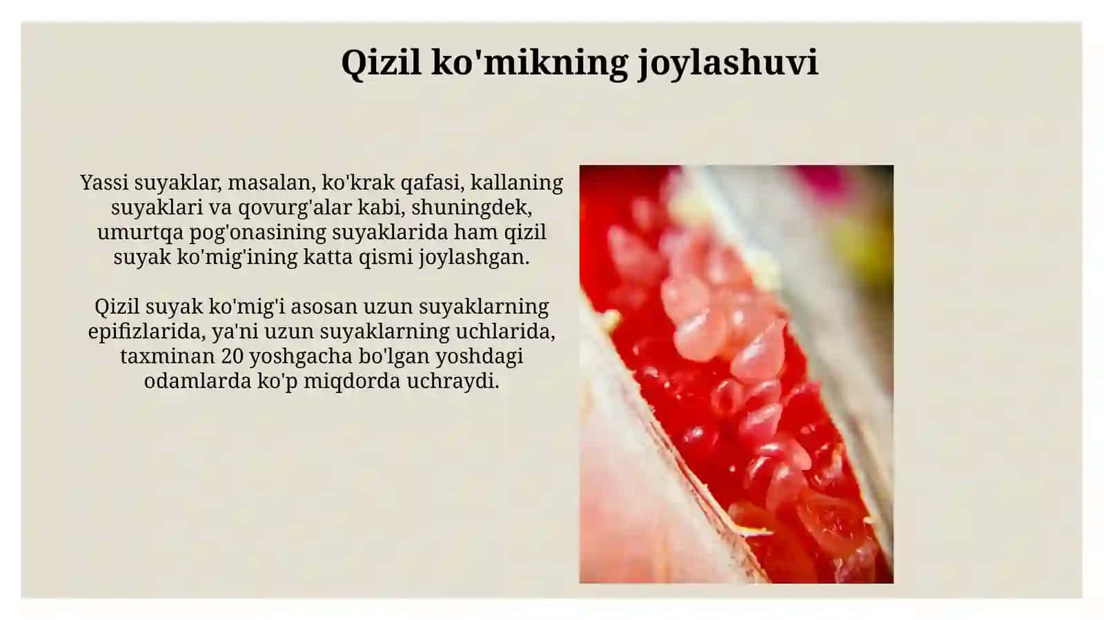 Suyak iligi: taraqqiyoti, tuzilishi, vazifasi 4