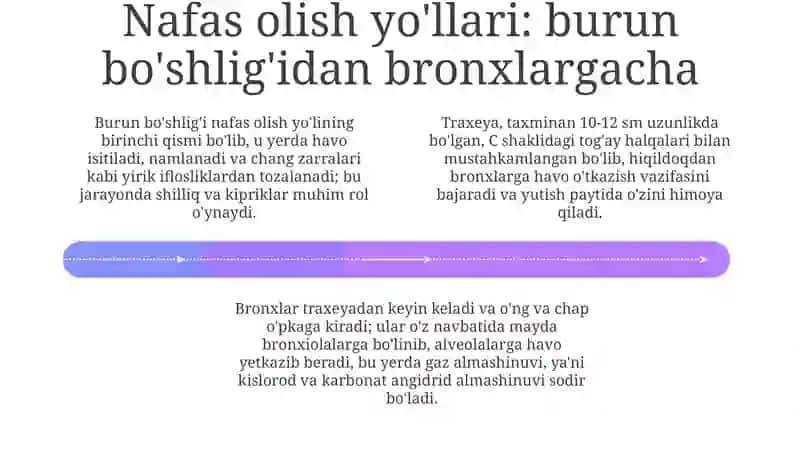 Nafasorganlari 4
