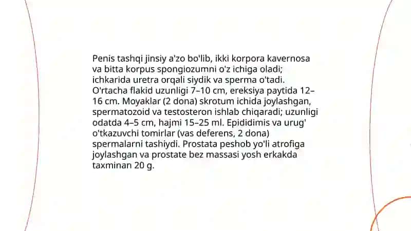 Jinsiy azolar anatomiyasi 4