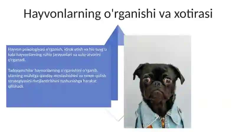Hayvonlar psixik faoliyatining umumiy tavsifi 4