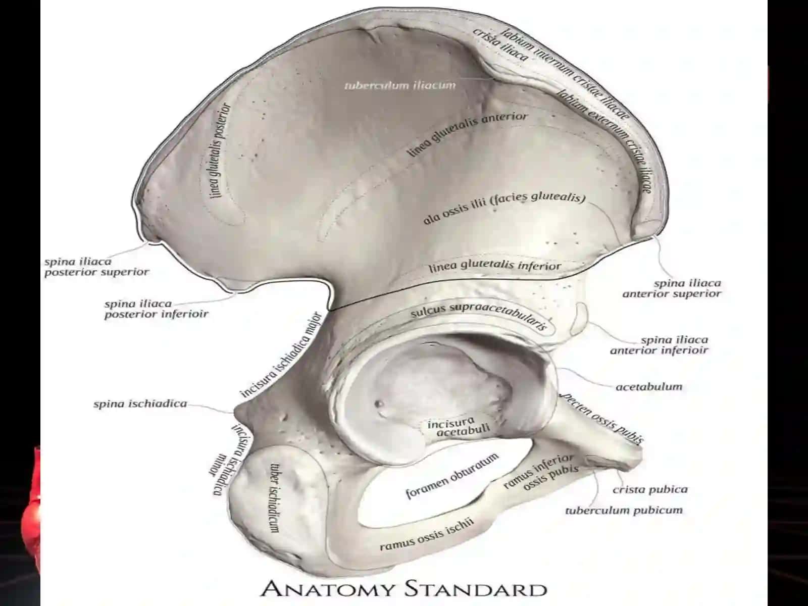 Osteologiya - tayanch harakat tizimi.  Oyoq suyaklari va qismlari 4
