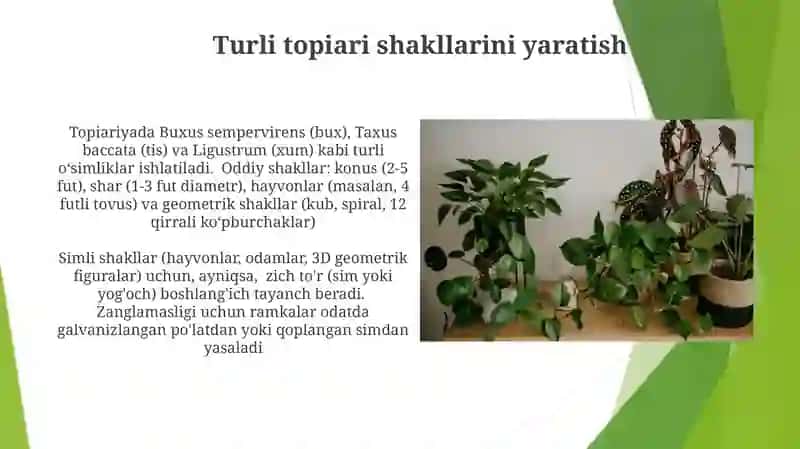 Topiar san’ati uchun manzarali o‘simliklar assortimenti 4