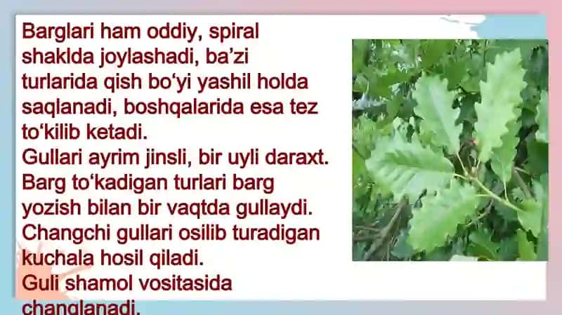 Emandoshlar (Fagaceae), Yong‘oqdoshlar (Juglandaceae) va Qayindoshlar(Betulaceae) oilasi 4