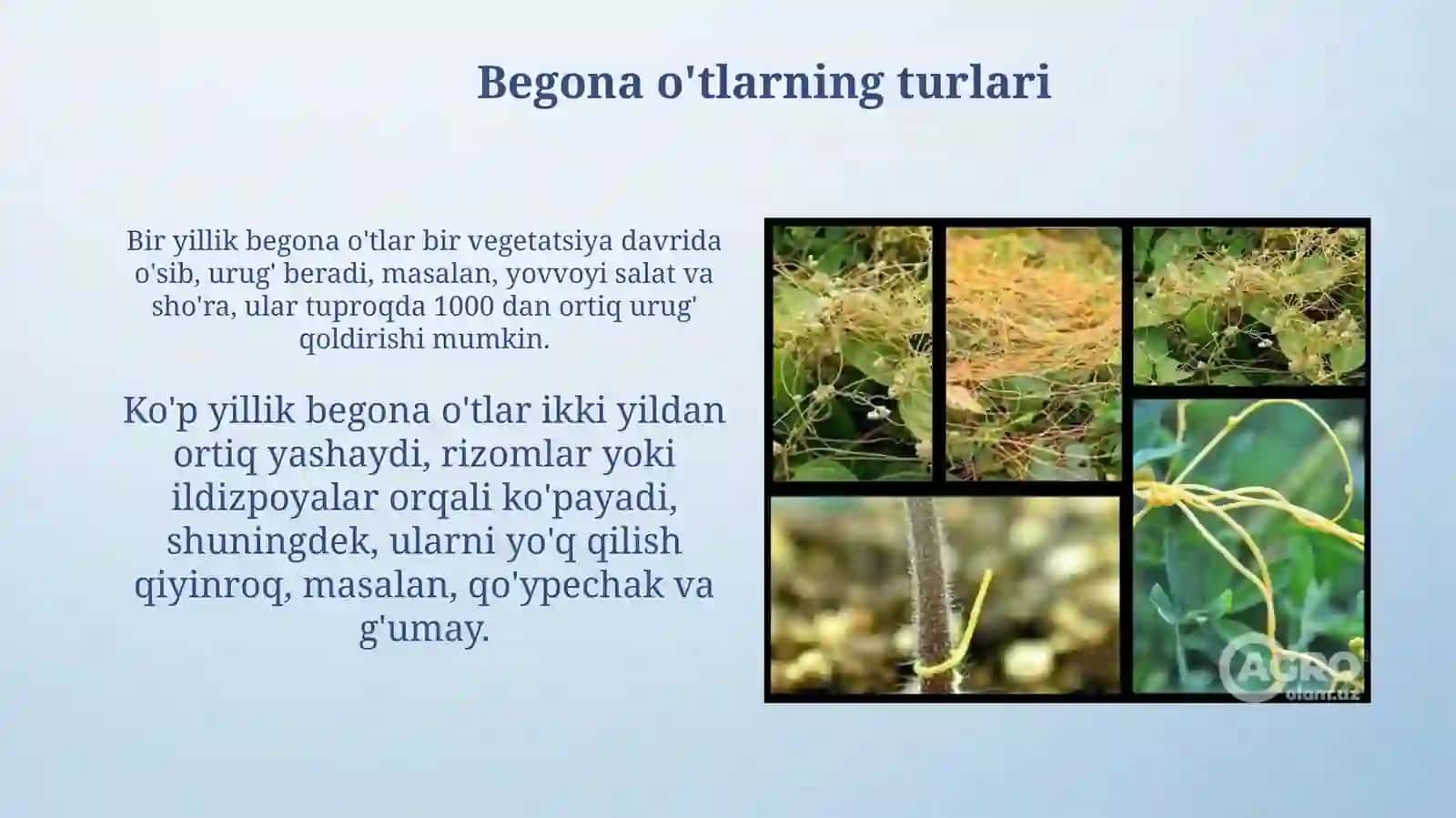 Begona oʻtlar va ularga qarshi kurashish chora tadbirlari 4
