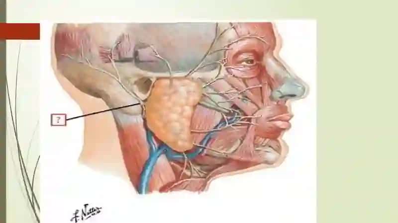 So’lak bezlari 4
