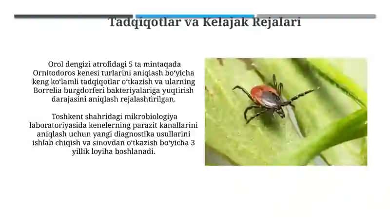 Parazitoform kanalar + ornitodorus kanasi 4