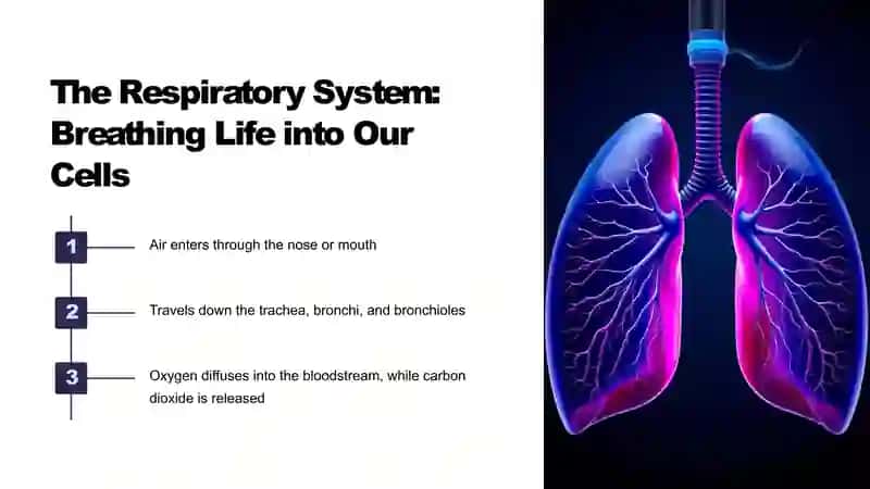 Human internal organs (Odam ichki organlari) 4