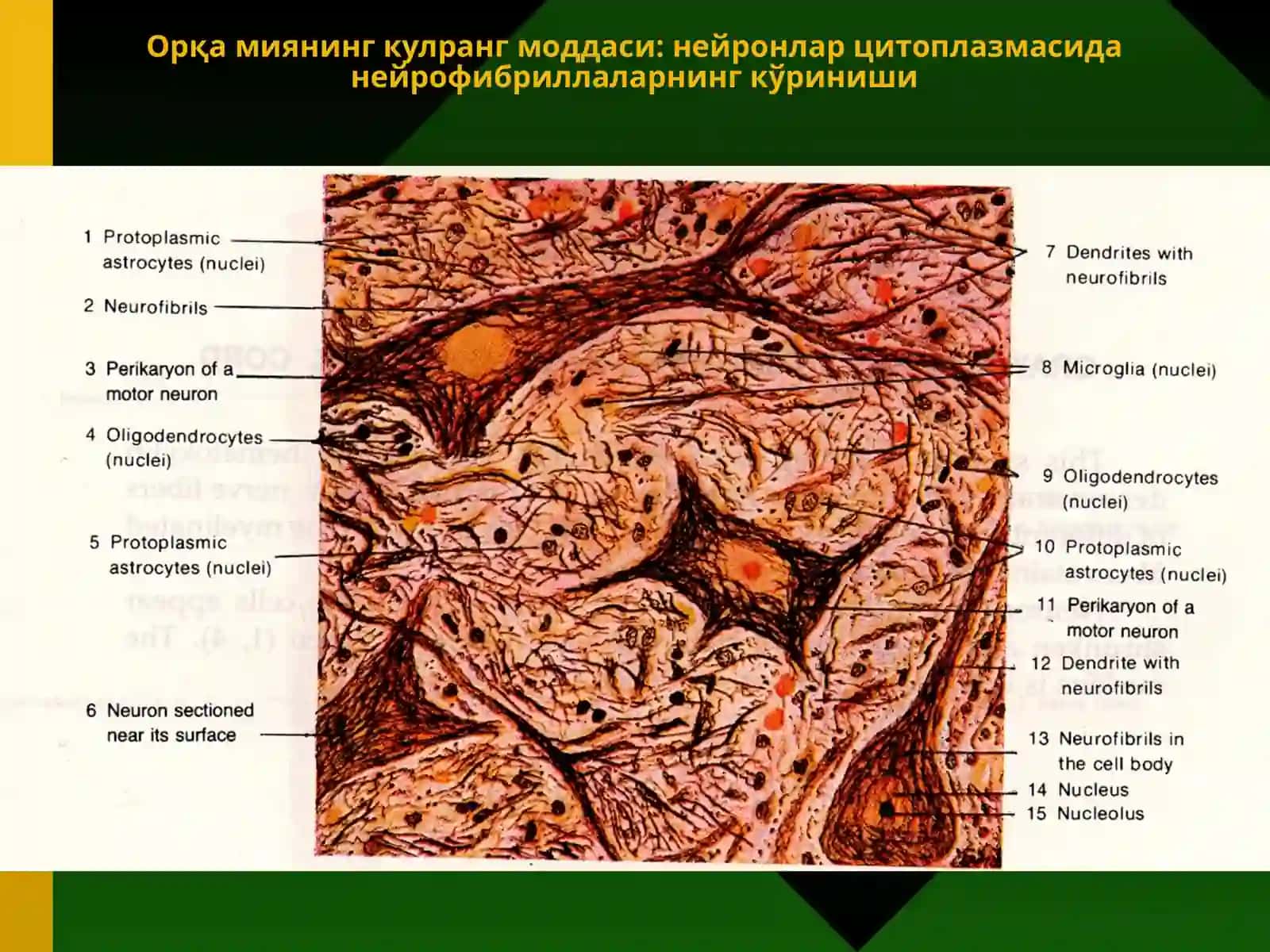Нервтўқимаси 4