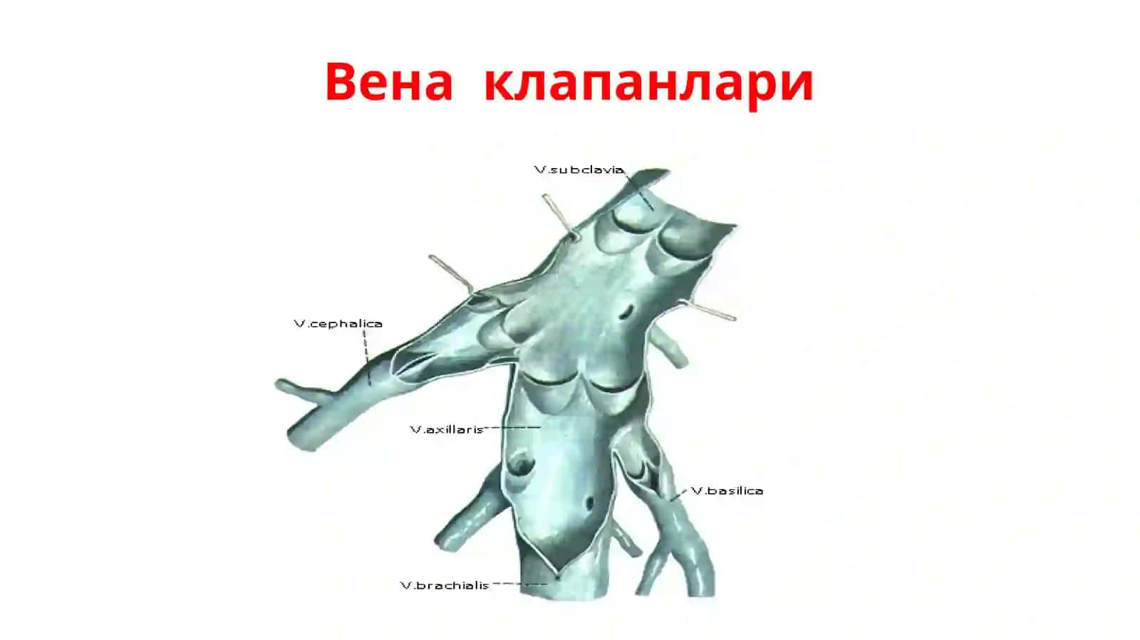 Вена тизими ва унинг ёшгaқараб ўзгариши. Дарвоза вена тизими ва унинг ёшга қараб ўзгариши. Вена тизими анастомозлари. Ҳомилада қон айланиши. Лимфа тизими ва унинг ёшга қараб ўзгариши. Иммун тизими аъзолари ва уларнинг ёшга қараб ўзгариши 4