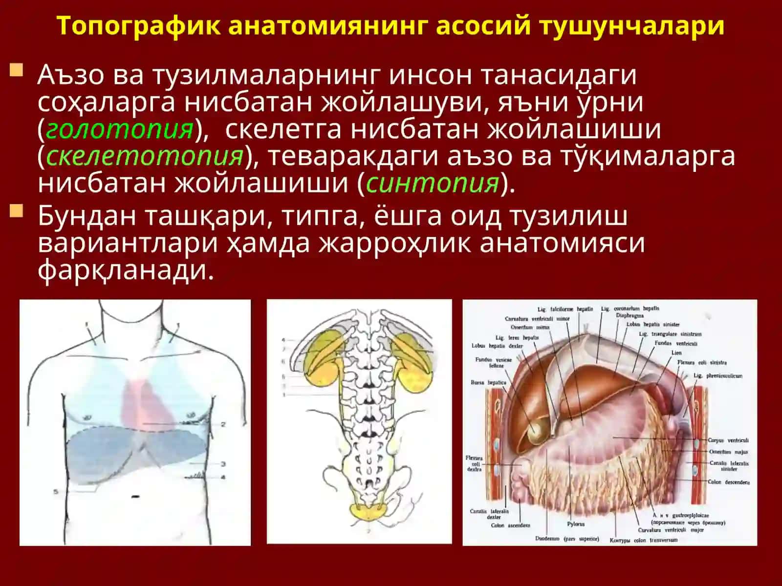 Топографик(клиник) анатомия 4