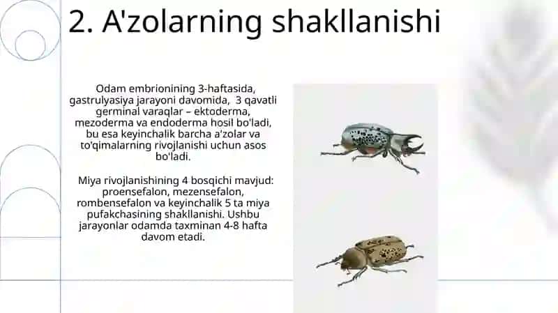 Rivojlanish biologiyasi:progenez, embriogenez 4