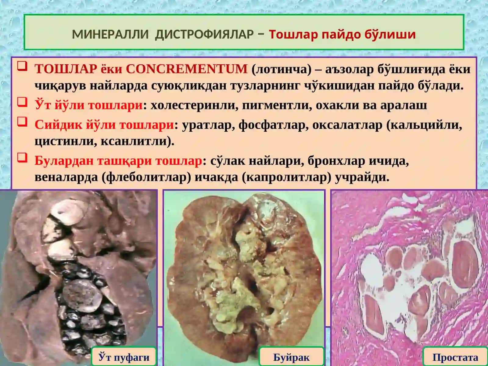 Минераллардан: кальций, калий, мис ва темир алмашинуви бузилиши муҳим амалий аҳамиятга эга 4