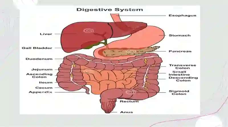 hazm tizimini instrumental tekshirish 4